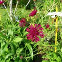 Knautia macedonica 'Cherry' fleur